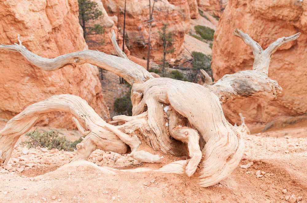 © Nicole D Photography | Bryce